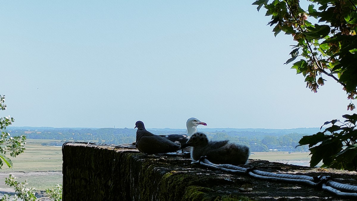 European Herring Gull - ML637774988