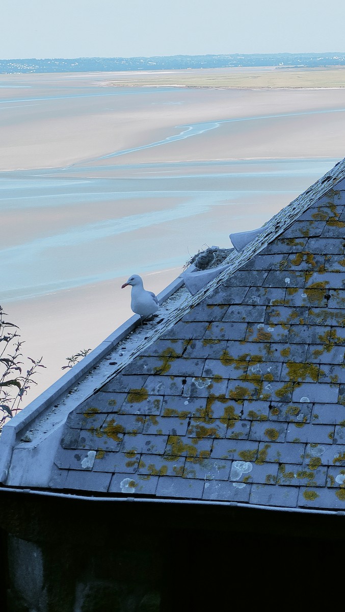 European Herring Gull - ML637774992