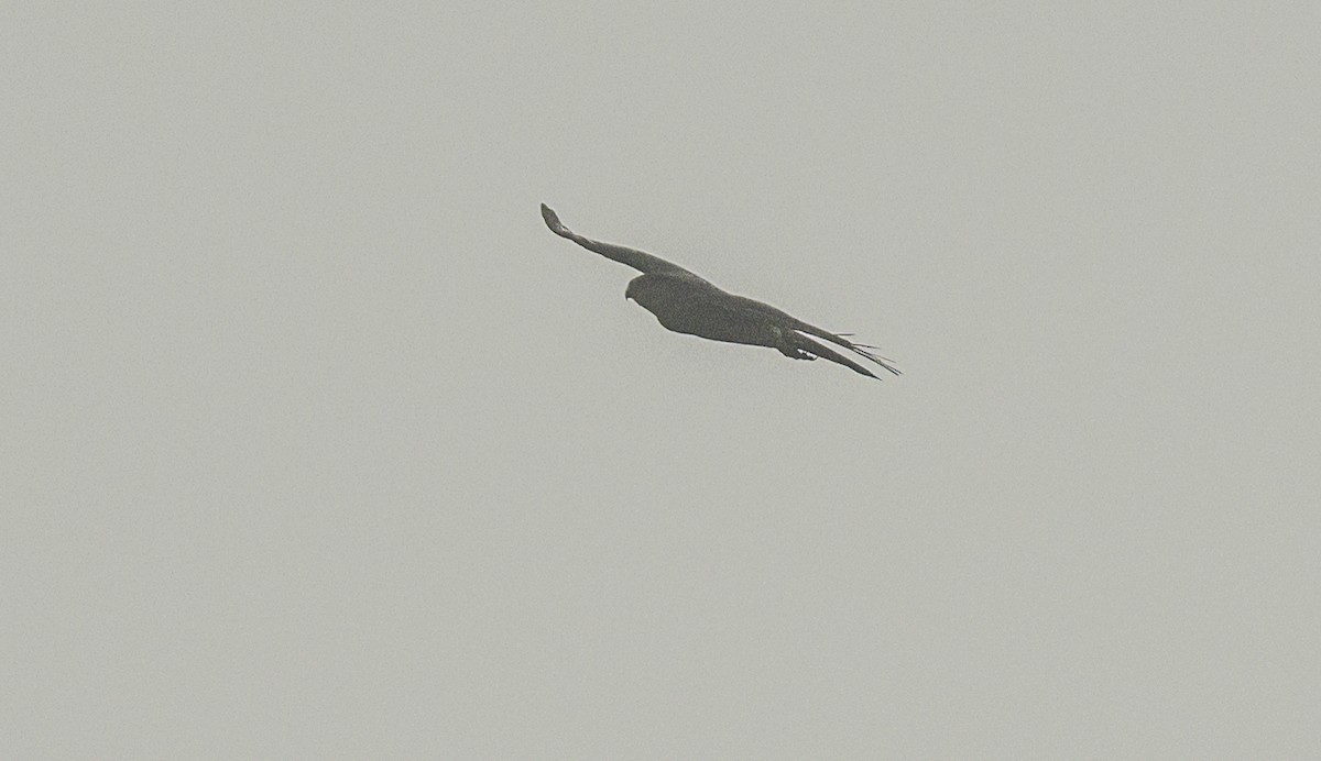 Eurasian Sparrowhawk - ML637775019