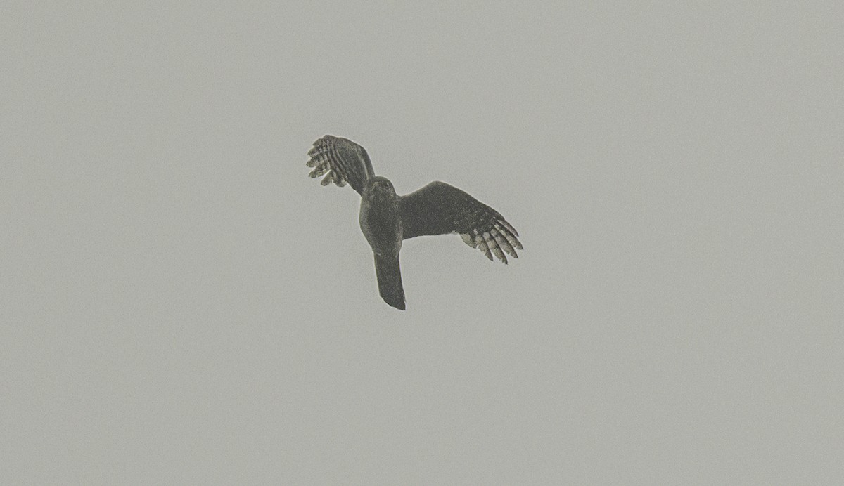 Eurasian Sparrowhawk - ML637775020