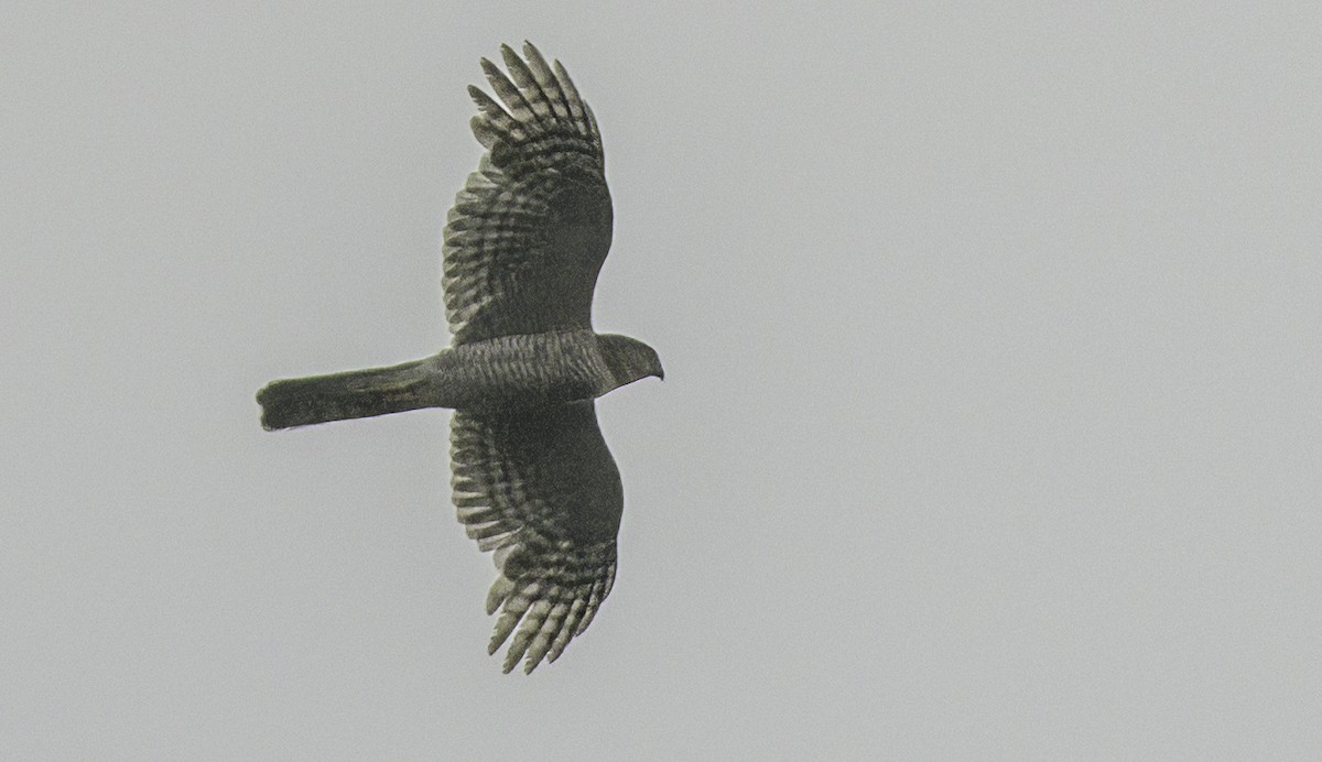 Eurasian Sparrowhawk - ML637775022