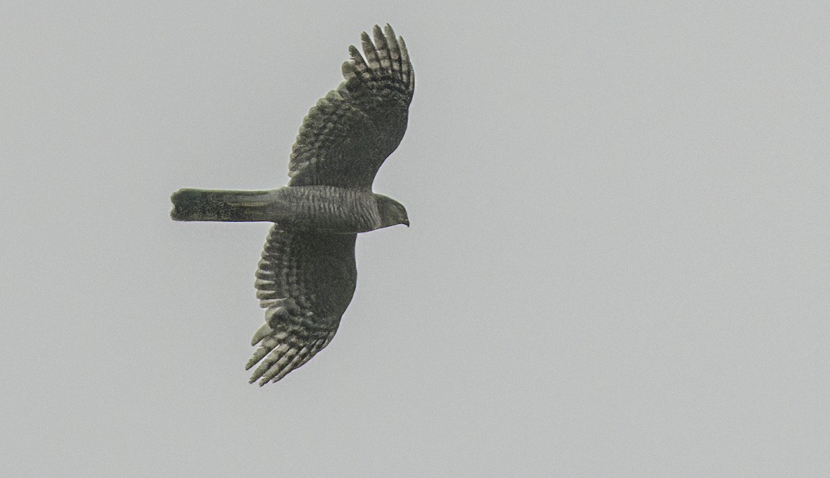 Eurasian Sparrowhawk - ML637775023