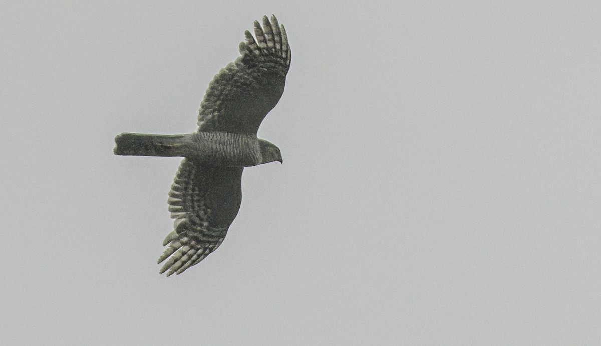 Eurasian Sparrowhawk - ML637775026