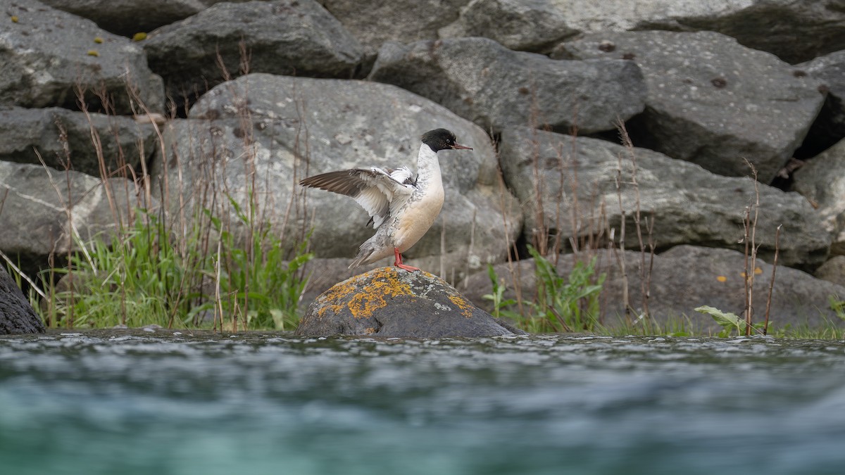 Smergo maggiore - ML637775078