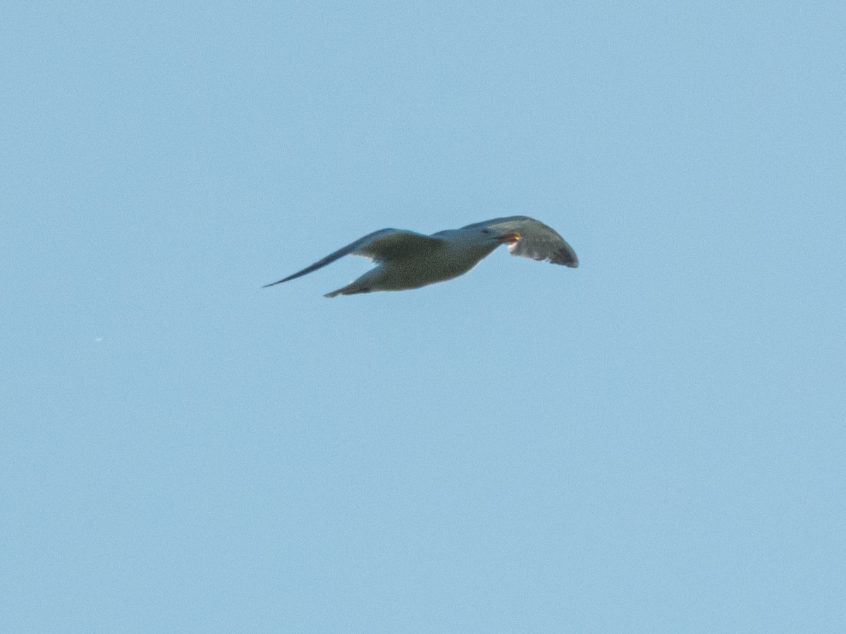 European Herring Gull - ML637775115