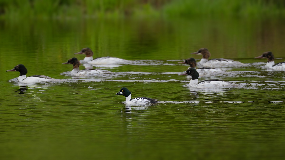 Quattrocchi - ML637775143