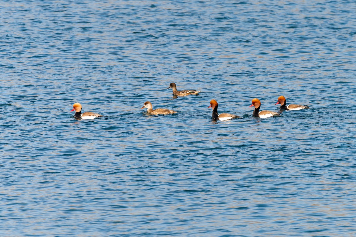 Macar Ördeği - ML637775172