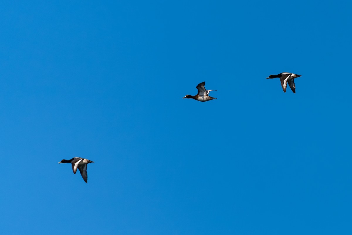 Karabaş Patka - ML637775177