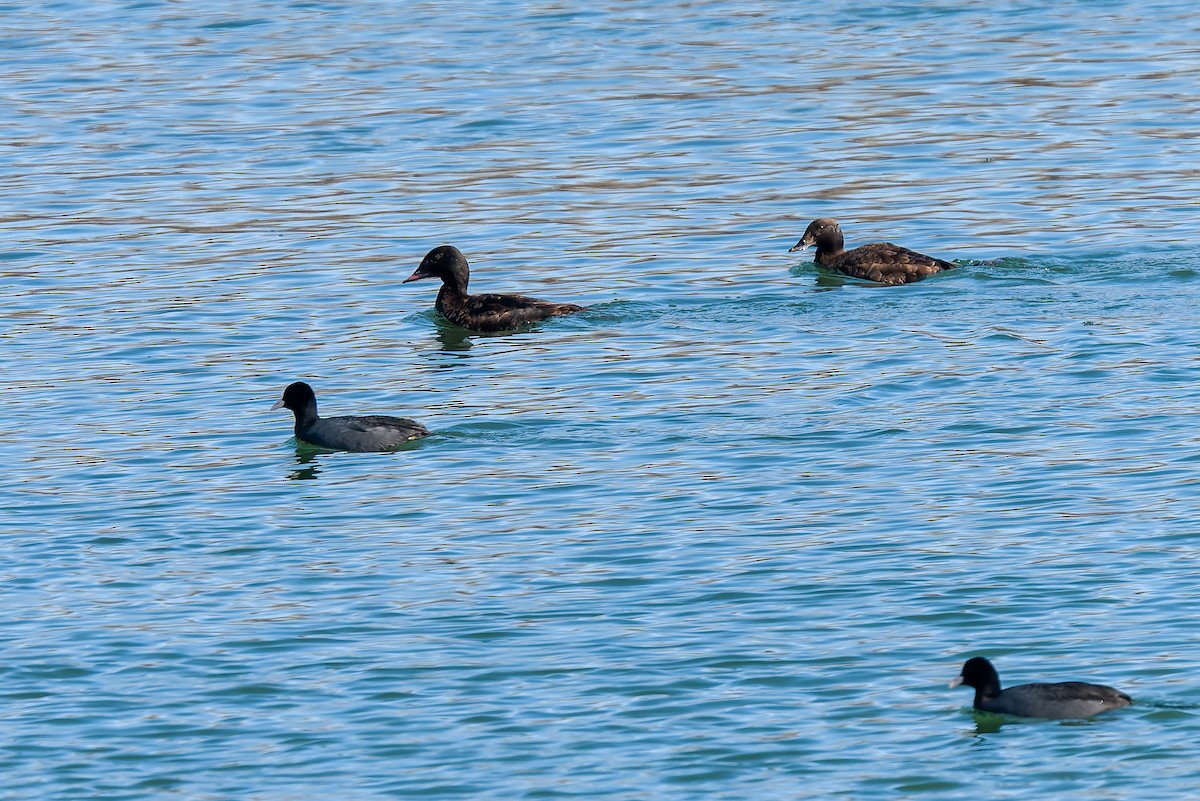 Stejneger's Scoter - ML637775179