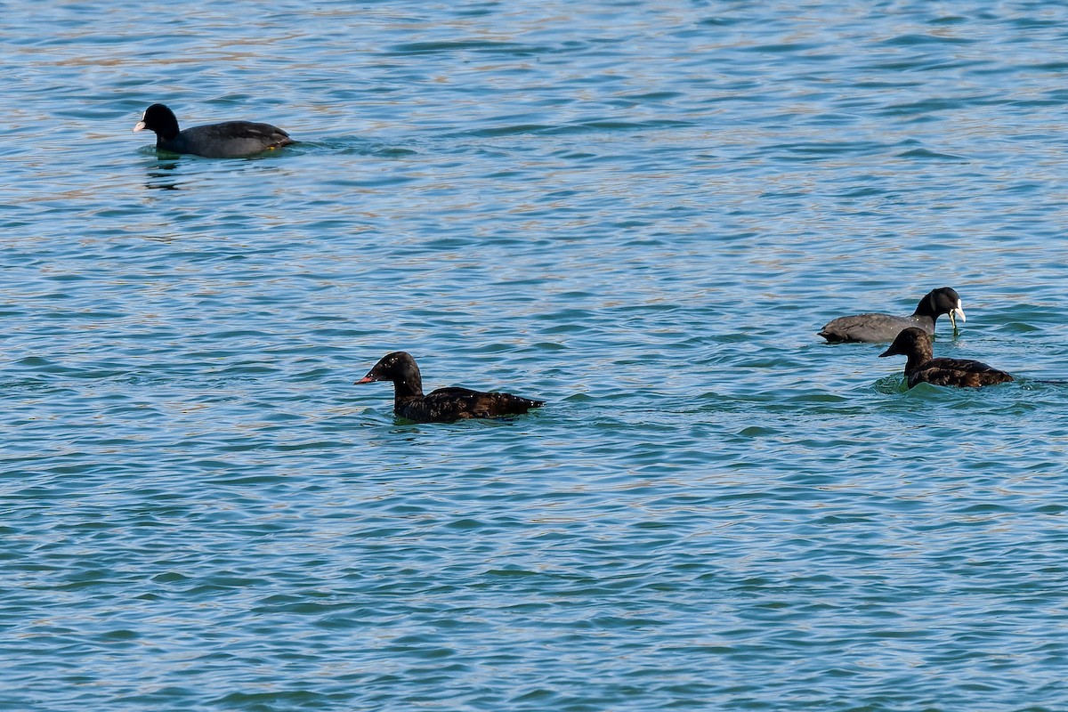 Stejneger's Scoter - ML637775180