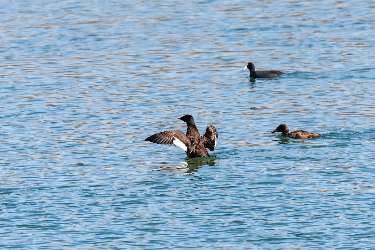 Stejneger's Scoter - ML637775181