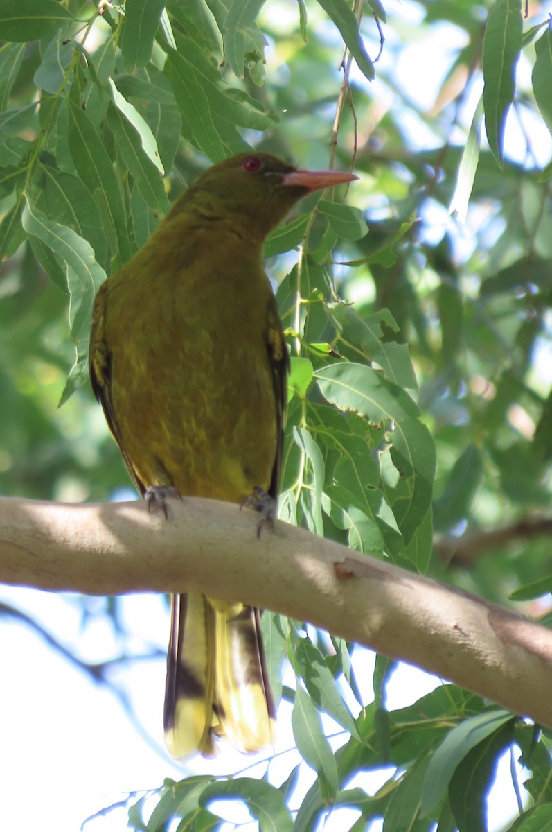 Green Oriole - ML637775188