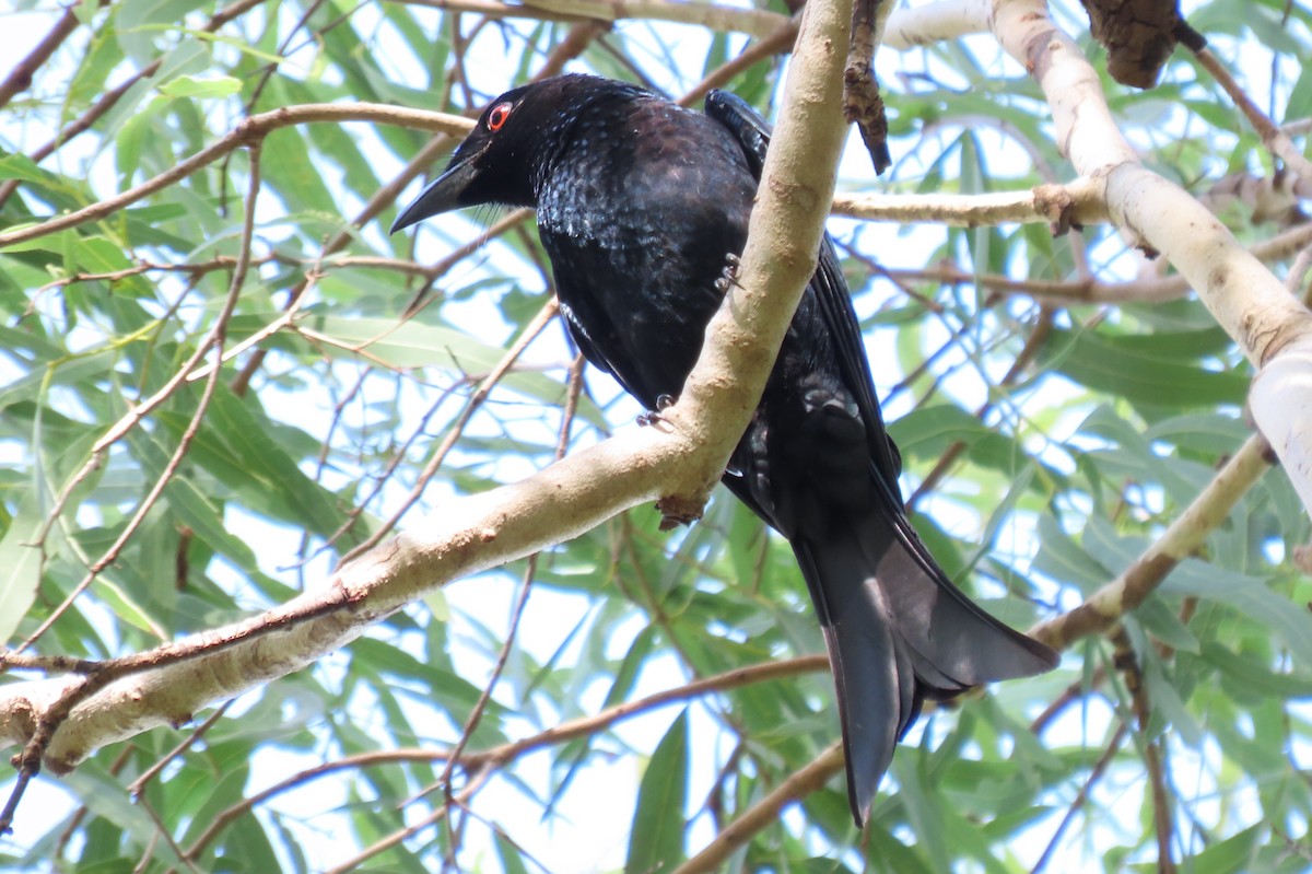 Spangled Drongo - ML637775193