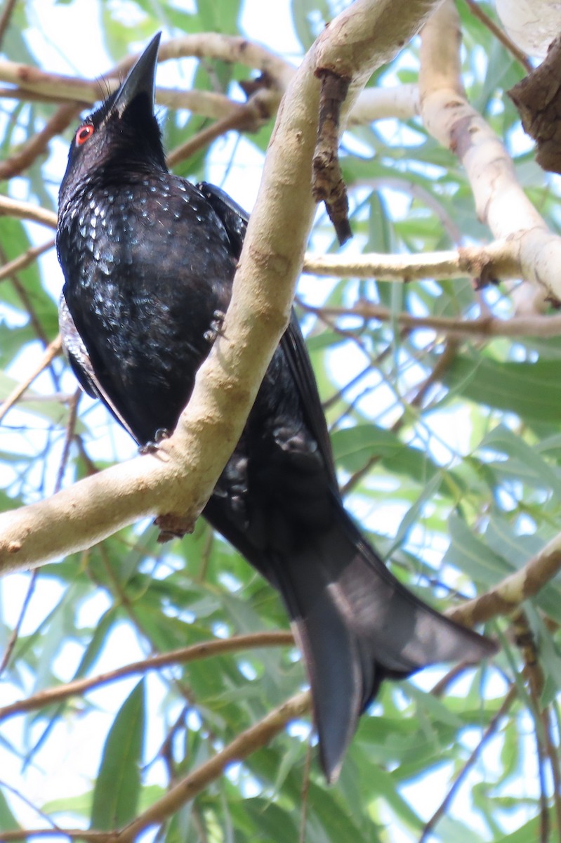 Spangled Drongo - ML637775196