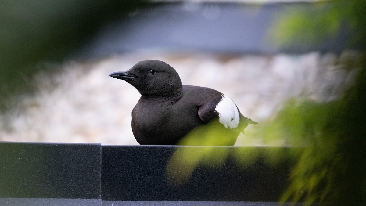 Black Guillemot - ML637775197