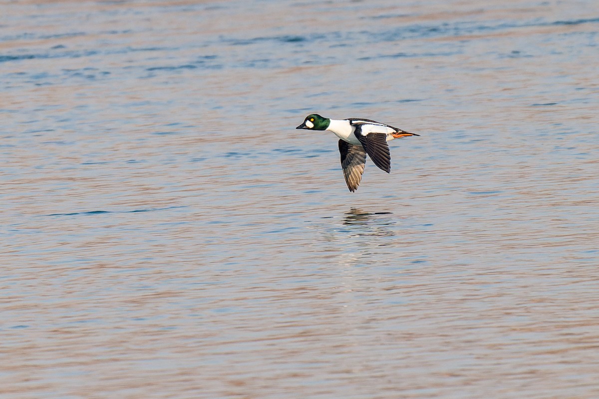 Altıngöz - ML637775202