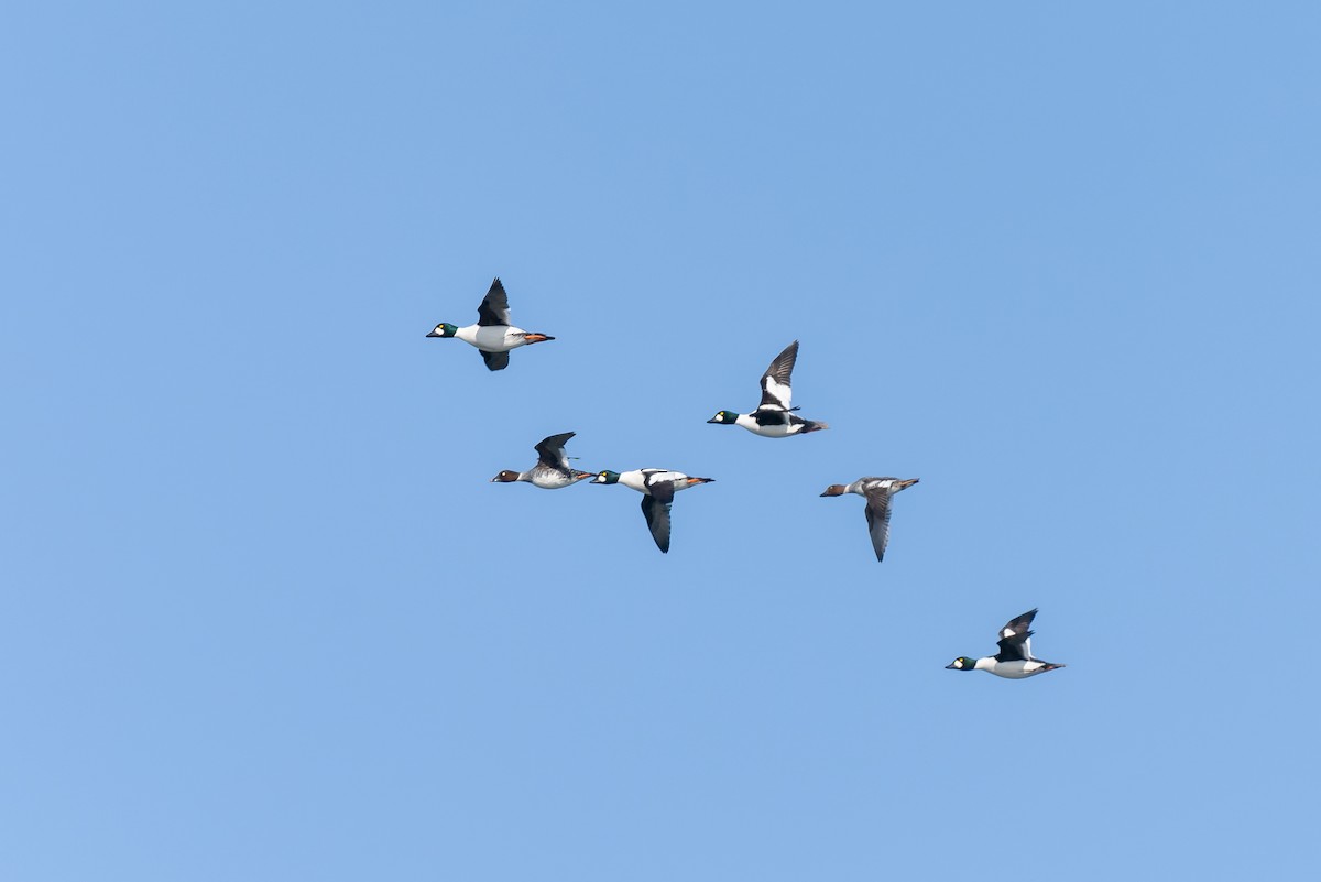 Altıngöz - ML637775203