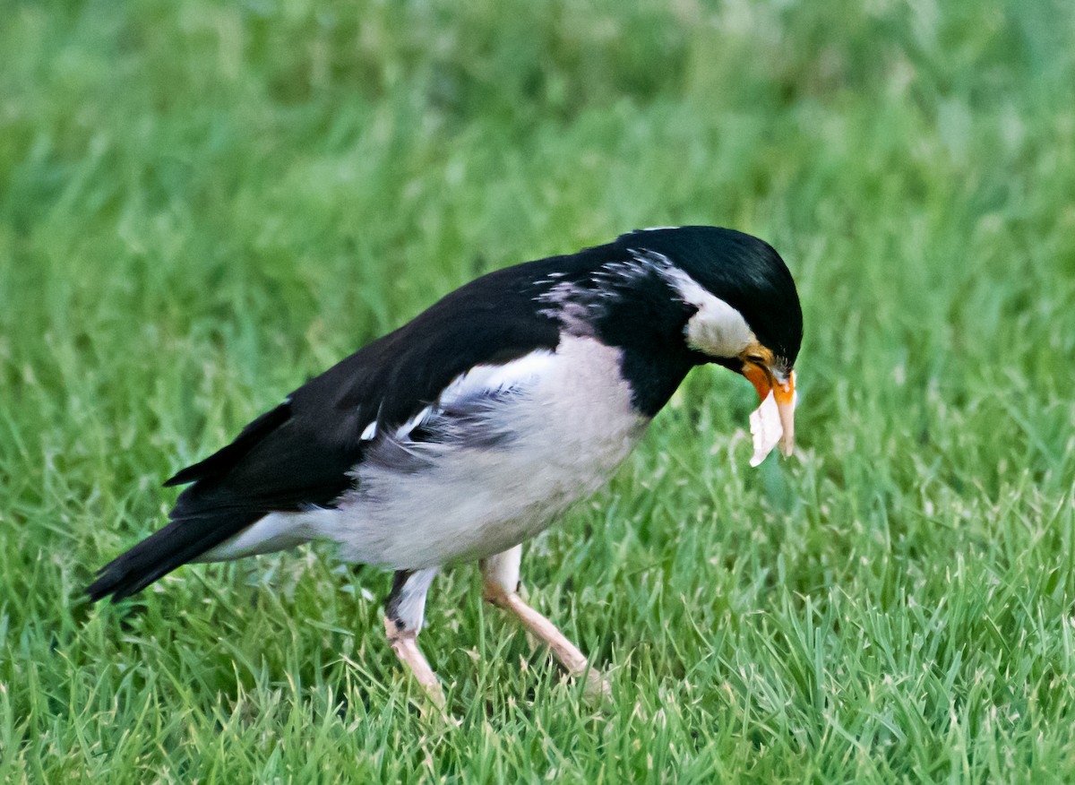 Indian Pied Starling - ML637775216