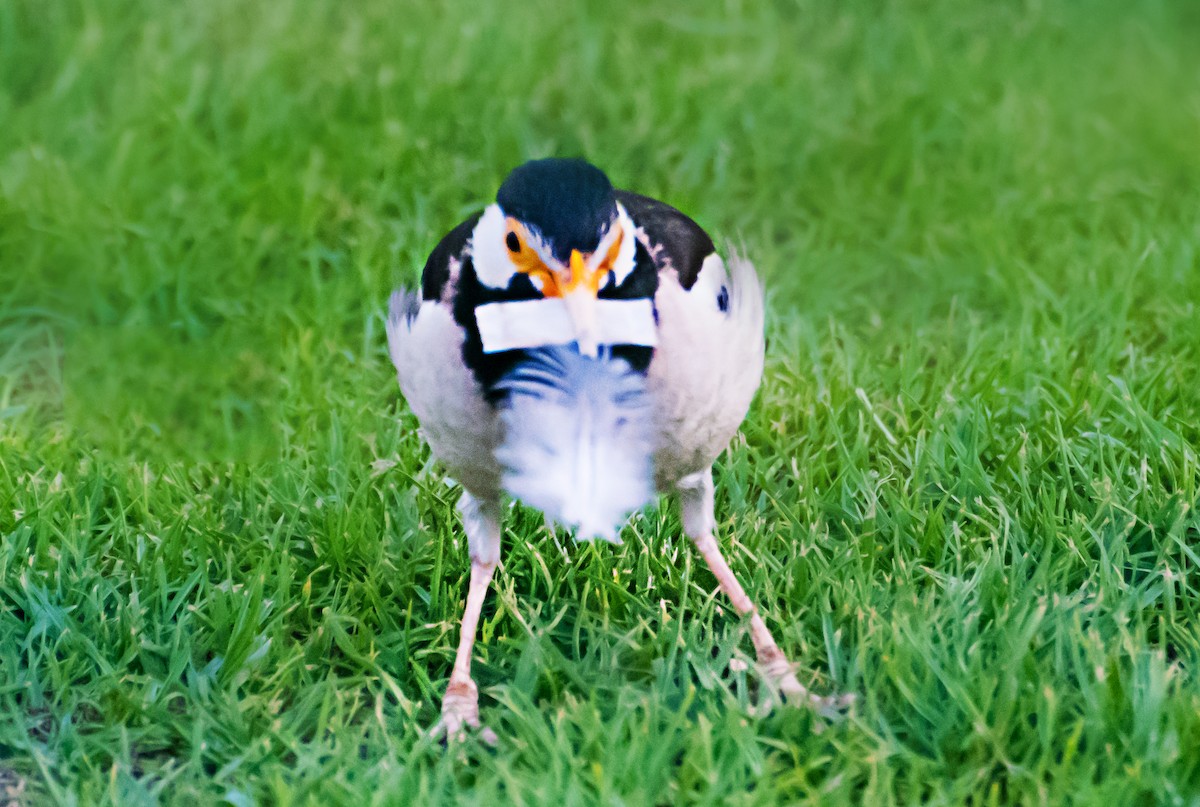 Indian Pied Starling - ML637775217
