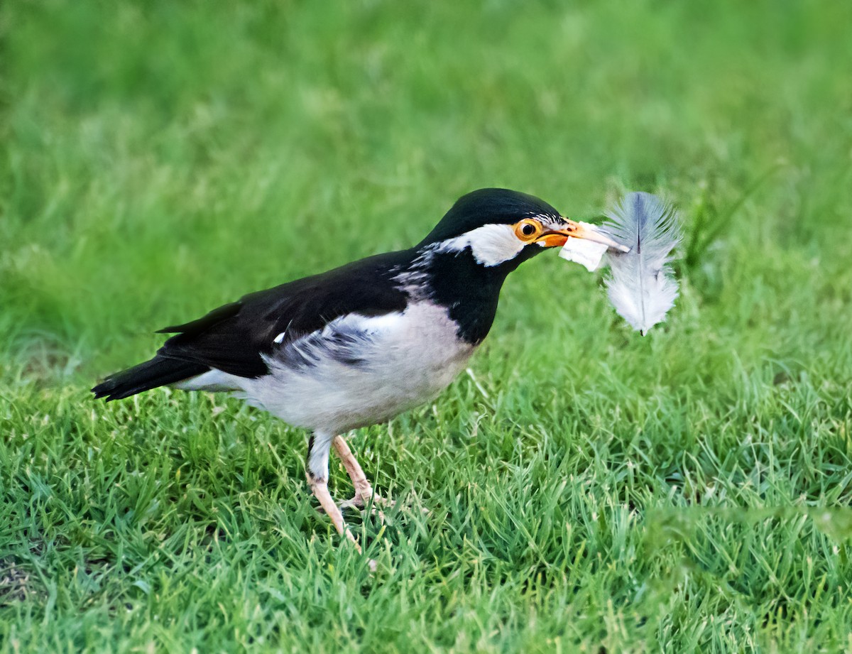 Indian Pied Starling - ML637775219