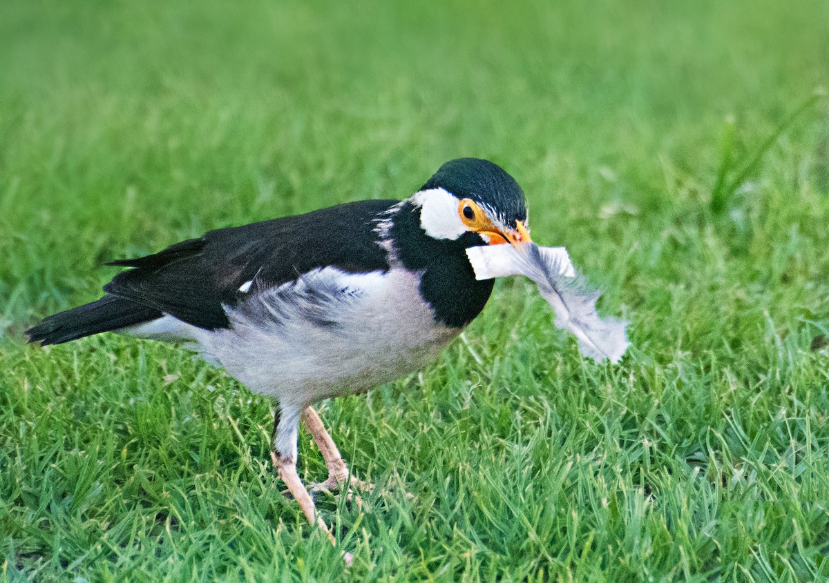 Indian Pied Starling - ML637775220