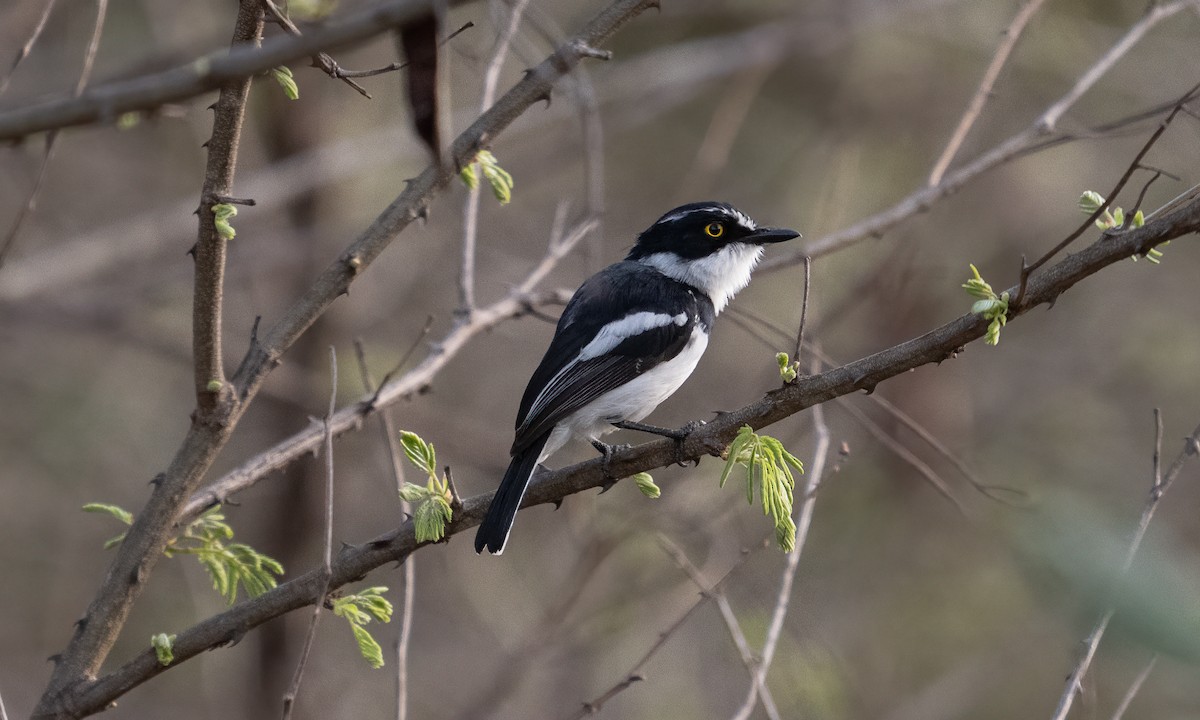 Eastern Black-headed Batis - ML637775273