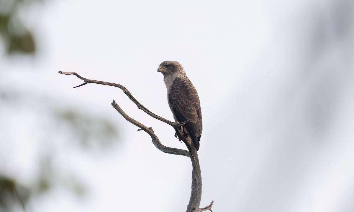 Western Banded Snake-Eagle - ML637775280