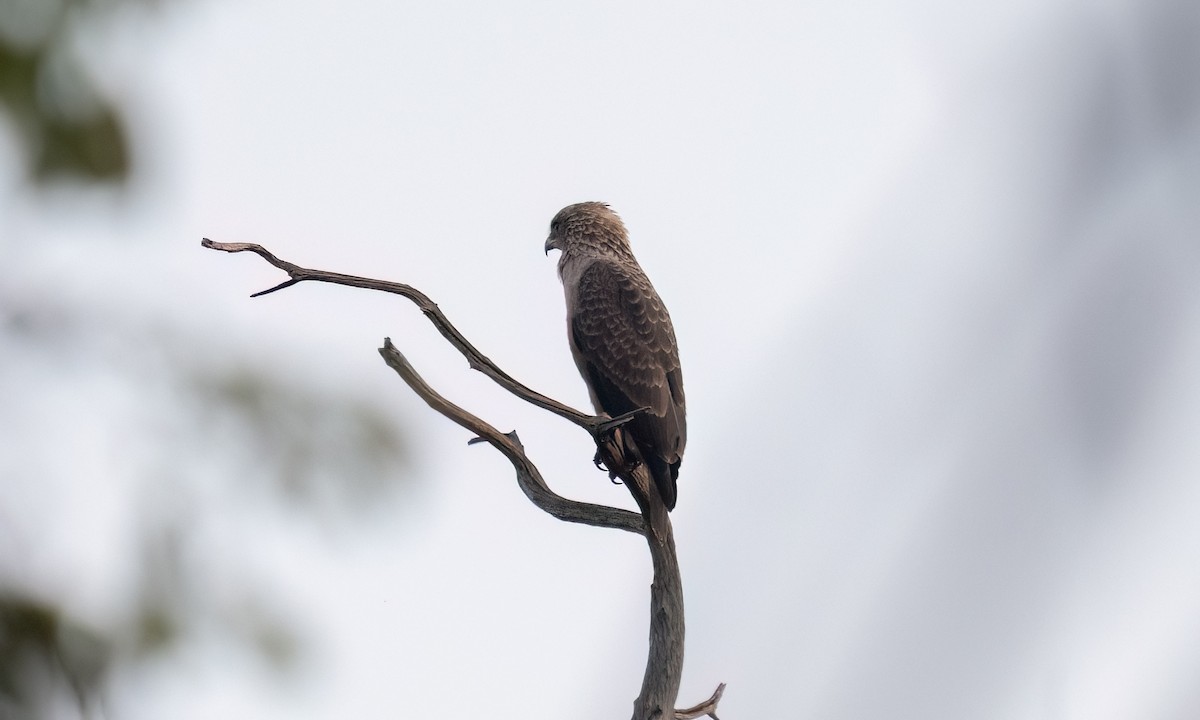 Western Banded Snake-Eagle - ML637775282