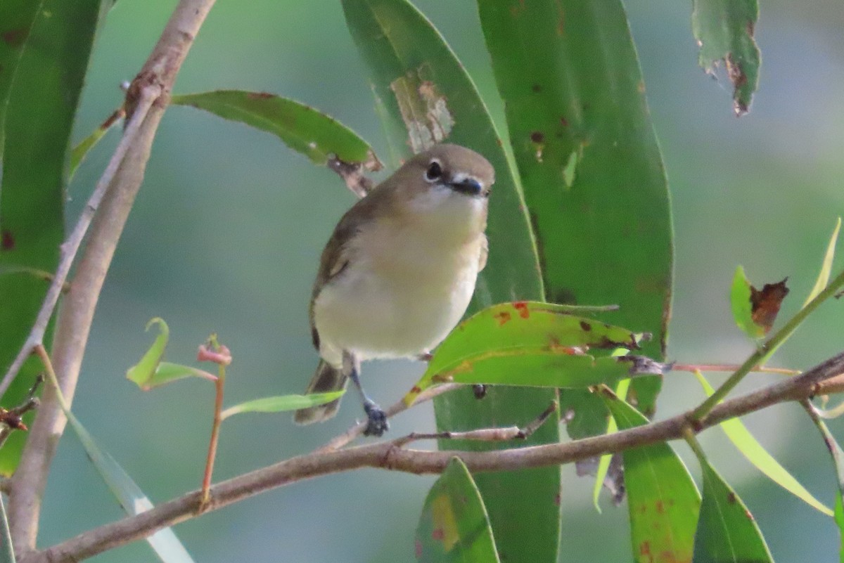 Large-billed Gerygone - ML637775305