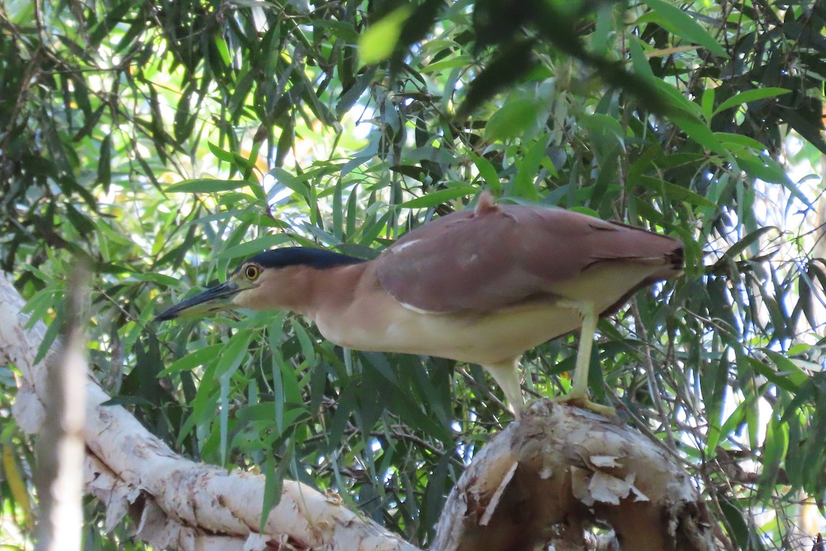 Nankeen Night Heron - ML637775309