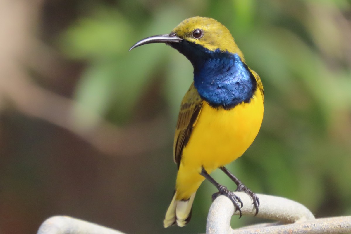 Sahul Sunbird - ML637775311