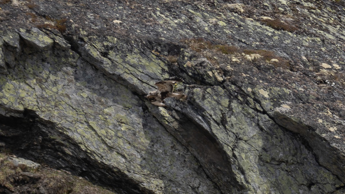 Poiana calzata - ML637775318