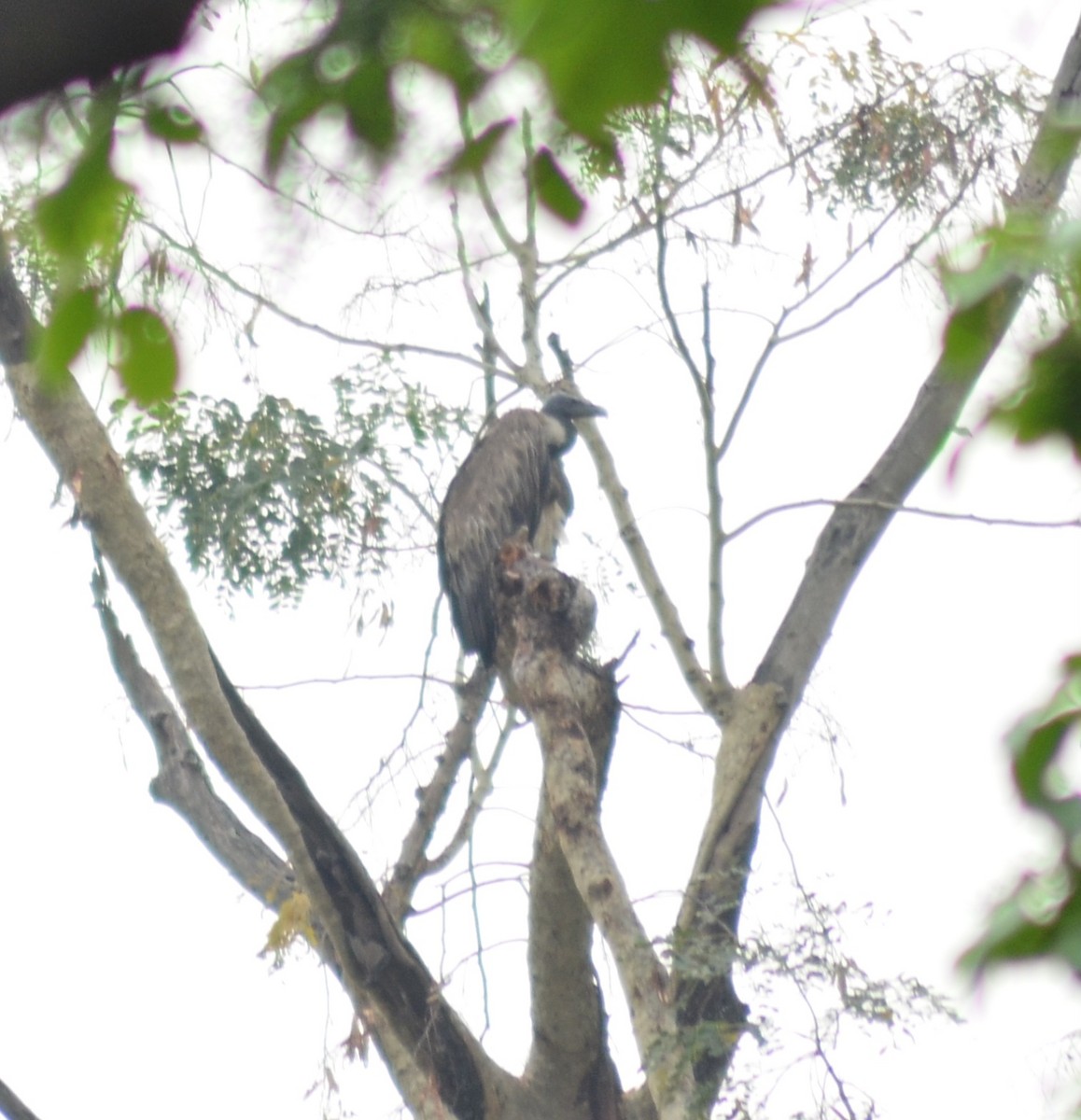 Slender-billed Vulture - ML637775355