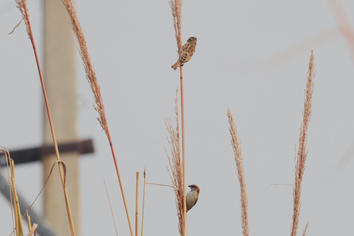 Sind Sparrow - ML637775400