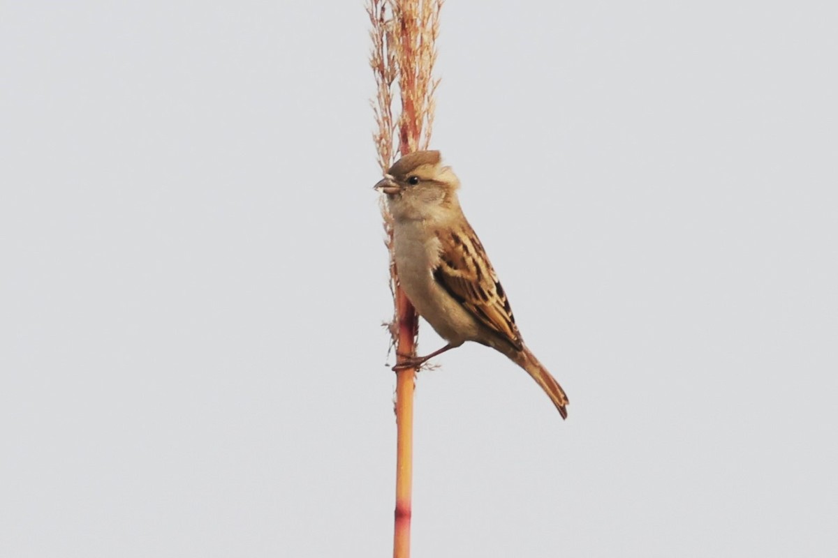 Sind Sparrow - ML637775407