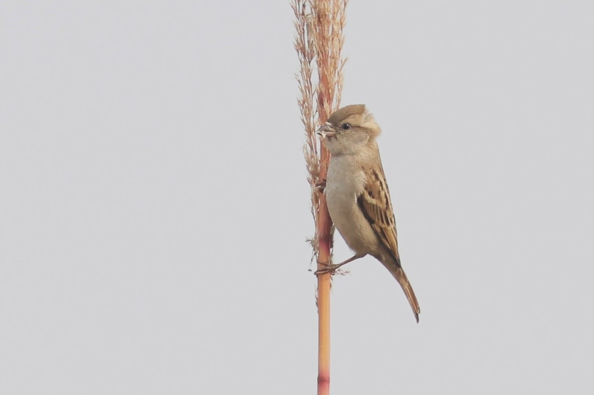 Sind Sparrow - ML637775420
