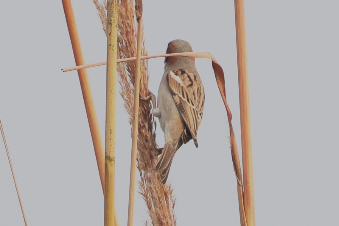 Sind Sparrow - ML637775422
