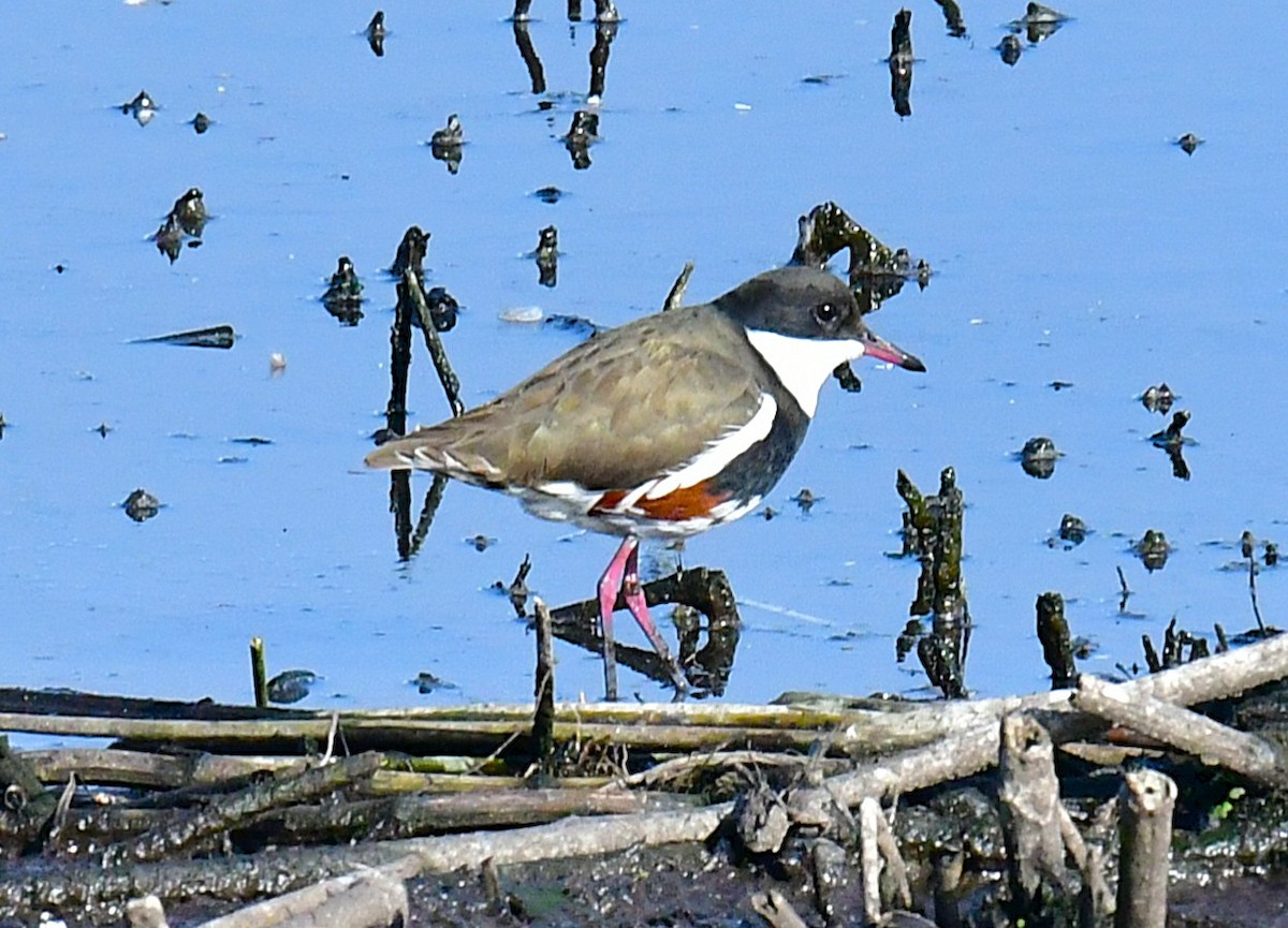 Red-kneed Dotterel - ML637775423
