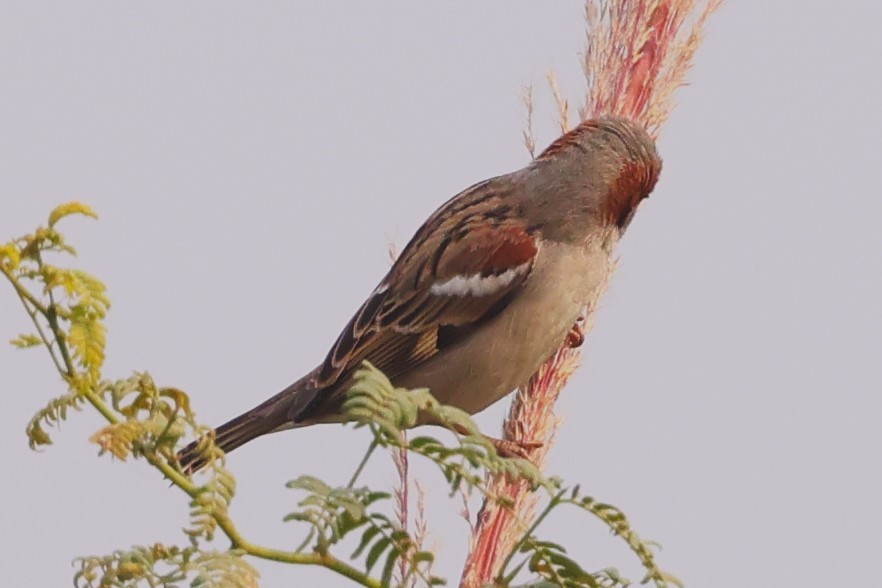 Sind Sparrow - ML637775426