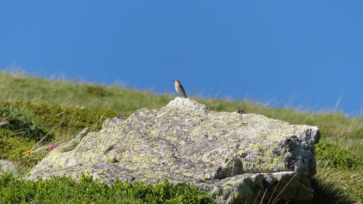Water Pipit - ML637775430