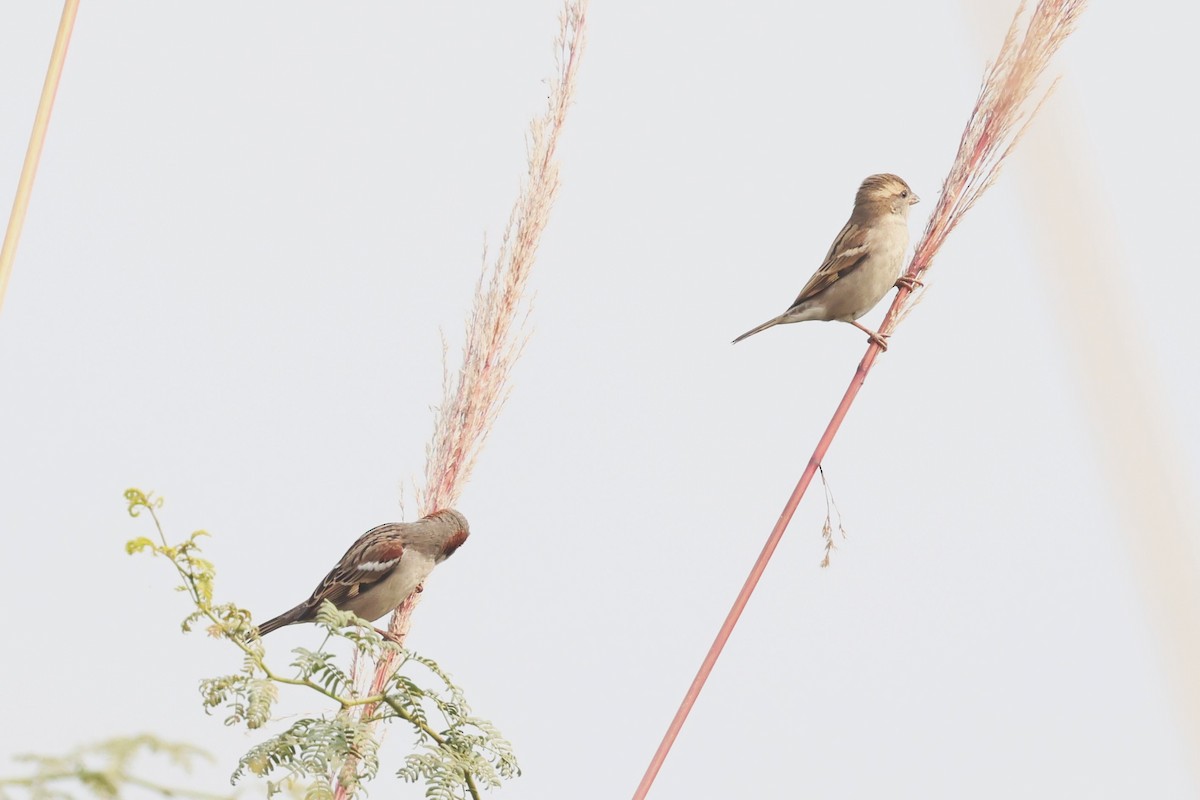 Sind Sparrow - ML637775435
