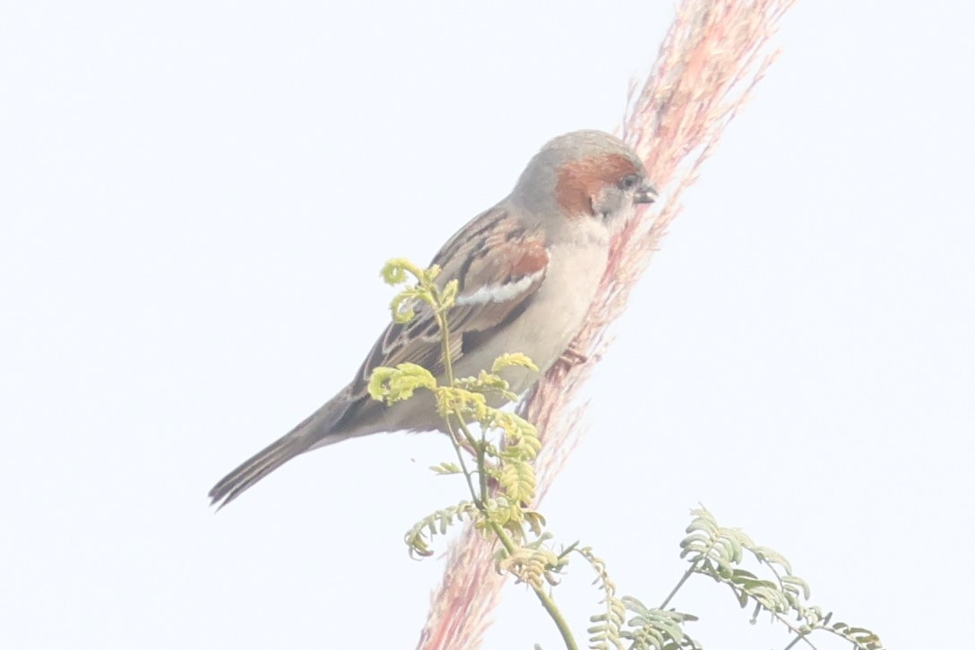 Sind Sparrow - ML637775437
