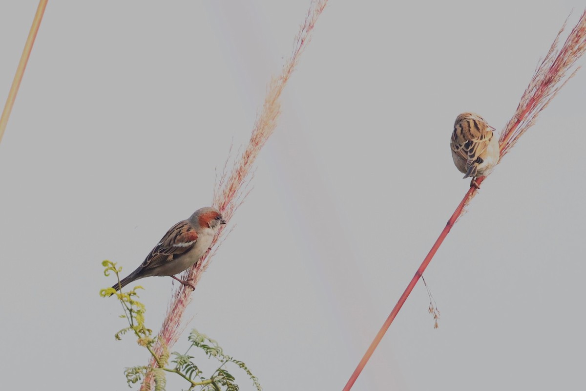 Sind Sparrow - ML637775453