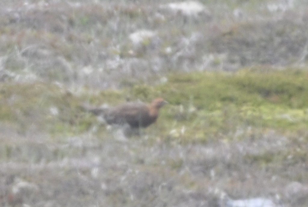Willow Ptarmigan - ML637775482