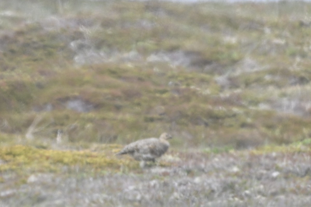 Willow Ptarmigan - ML637775483