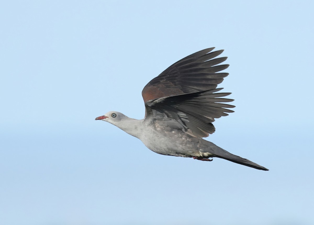 Mountain Imperial-Pigeon - ML637775492