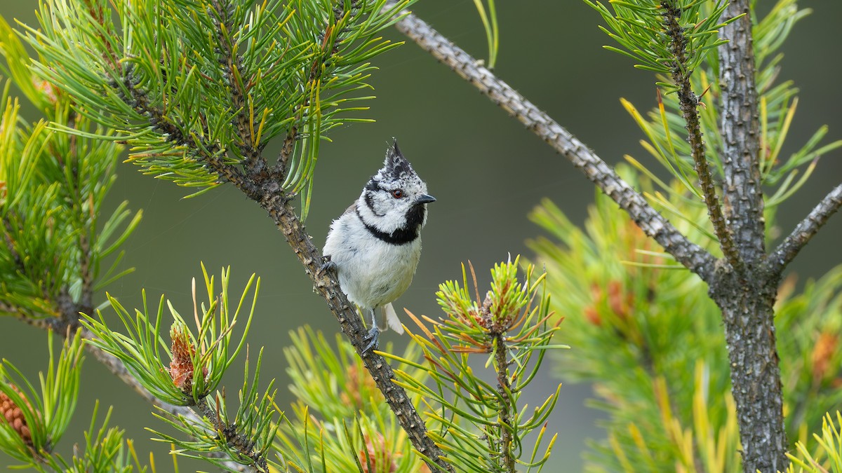 Crested Tit - ML637775523