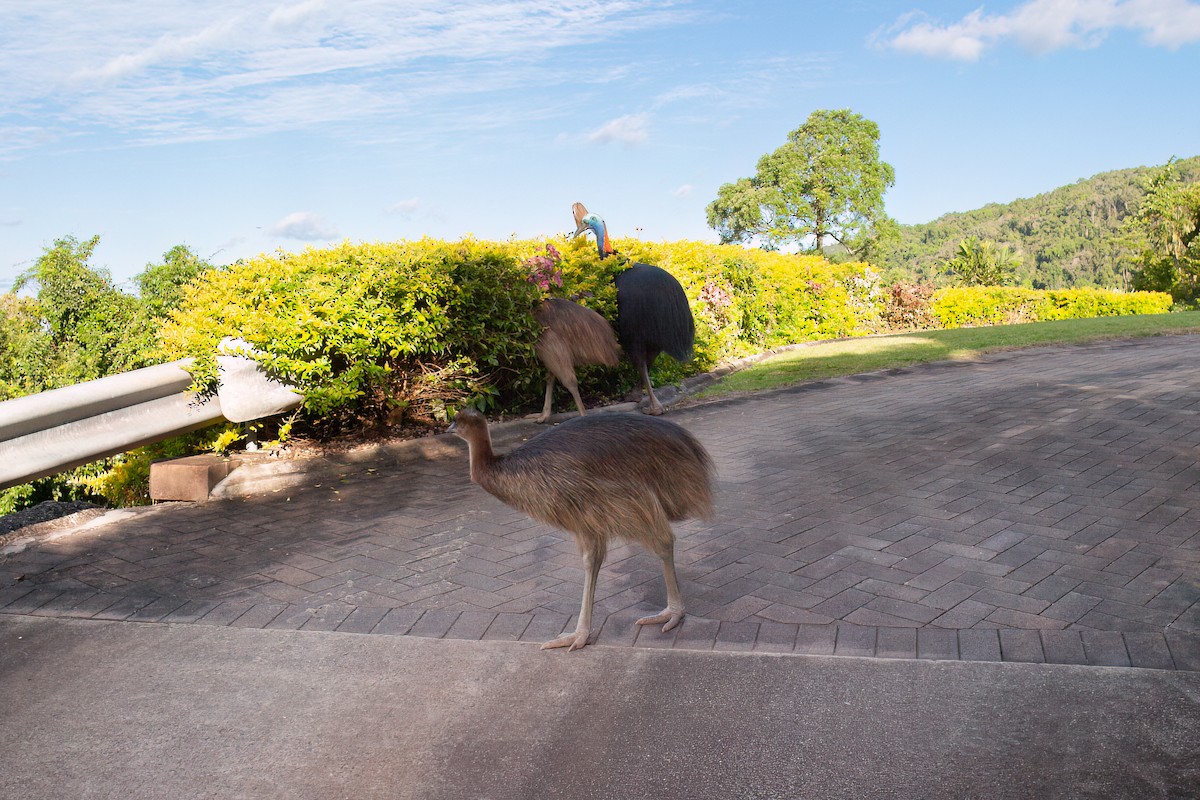 Southern Cassowary - ML637775549