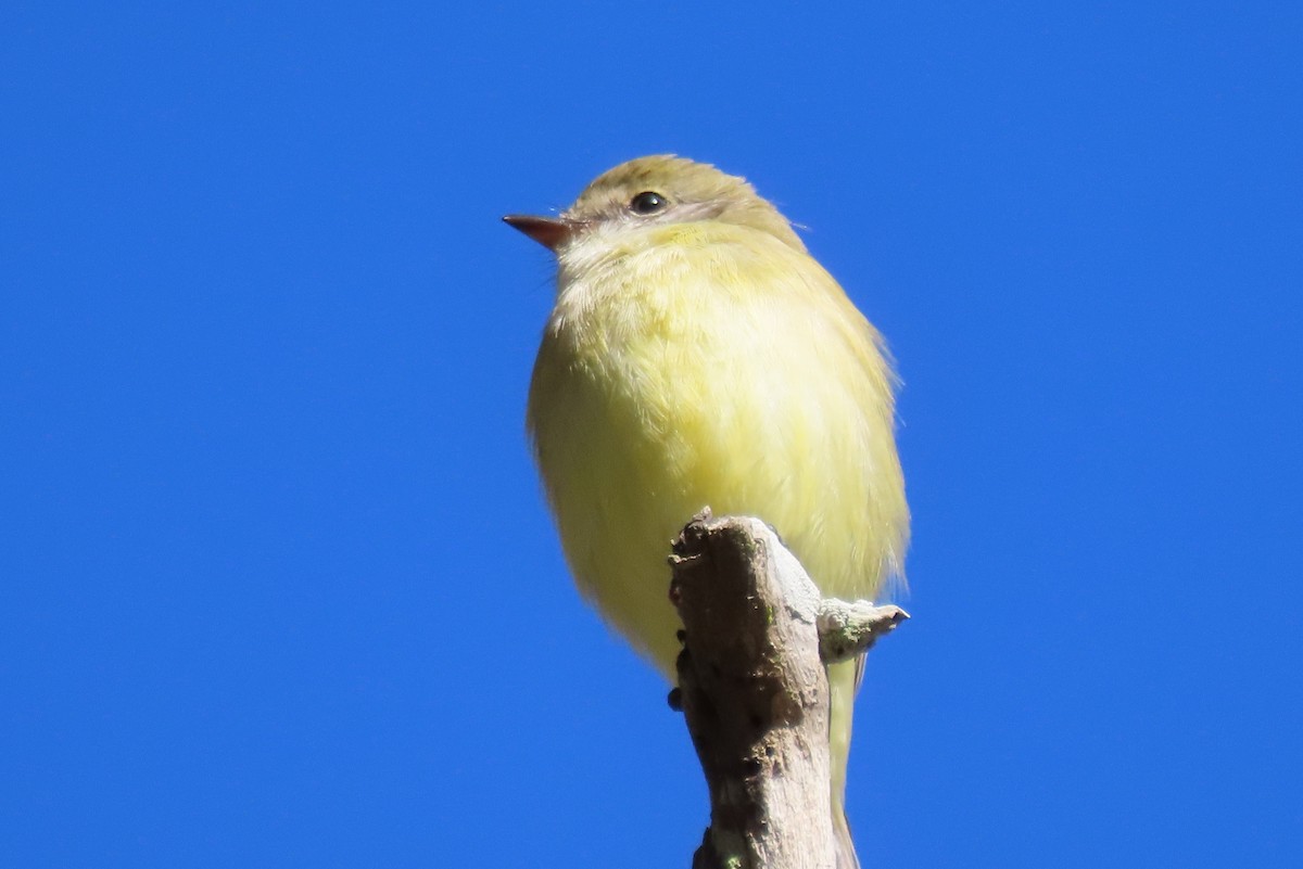 Lemon-bellied Flyrobin - ML637775566