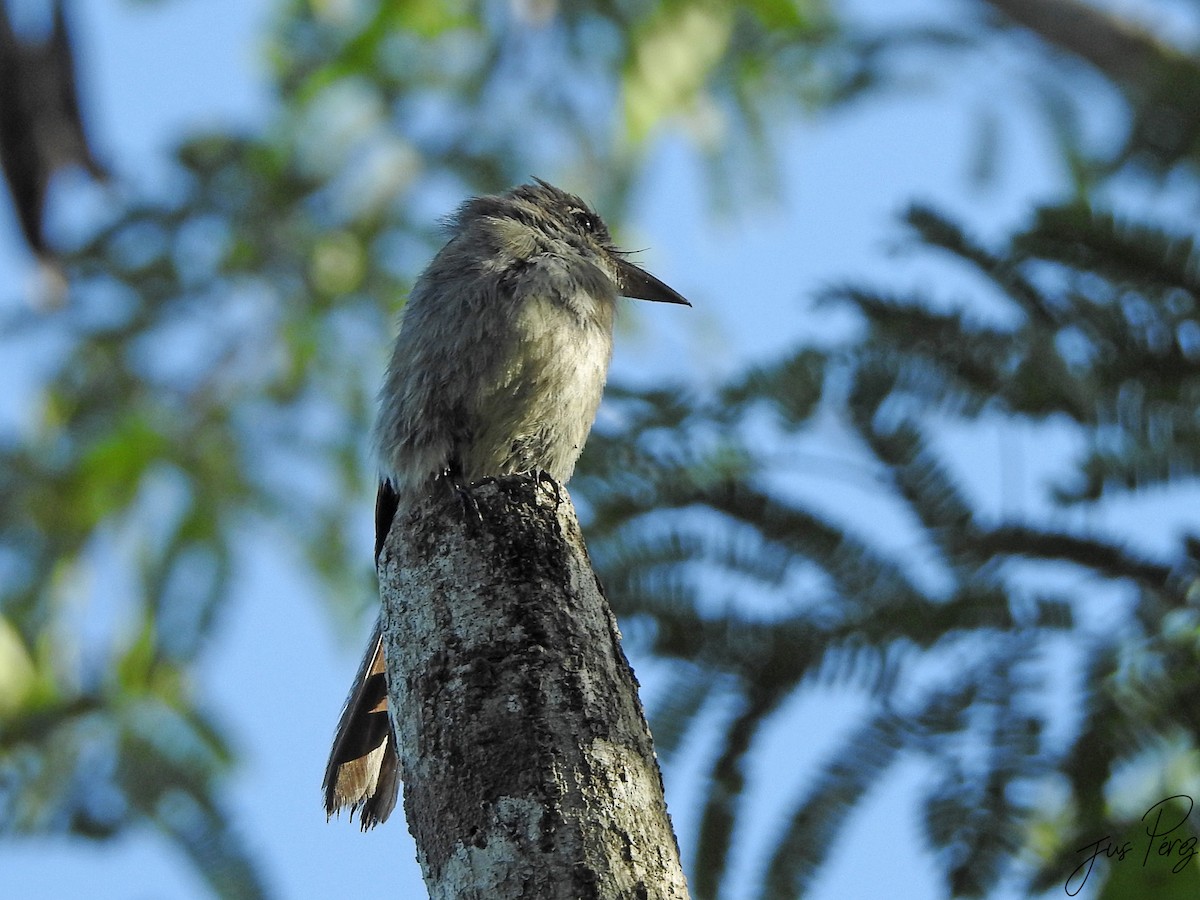 Cuban Pewee - ML637775579